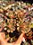 Sedum joyce tulloch variegata - Imagem 1