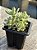 Sedum joyce tulloch variegata - Imagem 2