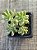 Sedum joyce tulloch variegata - Imagem 3