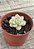 Sedum clavatum variegata - Imagem 4