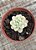 Sedum clavatum variegata - Imagem 3