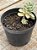 Sedum clavatum variegata - Imagem 3