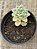 Sedum clavatum variegata - Imagem 4