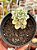 Sedum clavatum variegata - Imagem 1