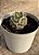 Echeveria sara hime botan - Imagem 3