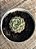 Echeveria sara hime botan - Imagem 2