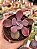 Echeveria angel wings variegata - Imagem 1