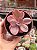 Echeveria angel wings variegata - Imagem 1