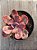 Echeveria angel wings variegata - Imagem 4