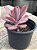 Echeveria angel wings variegata - Imagem 3
