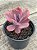 Echeveria angel wings variegata - Imagem 4