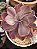 Echeveria angel wings variegata - Imagem 2