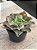 Echeveria san remo variegata - Imagem 3