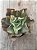 Echeveria san remo variegata - Imagem 1