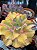 Echeveria san remo variegata - Imagem 2