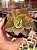 Echeveria san remo variegata - Imagem 1