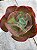 Echeveria only one reversa - Imagem 2