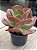 Echeveria only one reversa - Imagem 2