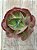 Echeveria only one reversa - Imagem 3