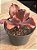 Echeveria fire bird wings - Imagem 3