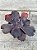 Echeveria fire bird wings (sem raiz) - Imagem 1