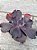 Echeveria fire bird wings (sem raiz) - Imagem 2
