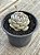 Echeveria tynie burger - Imagem 2