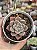 Echeveria pretty in pink - Imagem 1