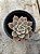 Echeveria pretty in pink - Imagem 1