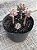 Echeveria new state (colônia) - Imagem 3