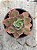Echeveria blue waves - Imagem 1
