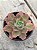 Echeveria blue waves - Imagem 2