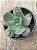 Echeveria macaron - Imagem 4