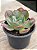 Echeveria macaron - Imagem 3