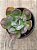 Echeveria macaron - Imagem 4