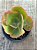 Echeveria curls hibrida - Imagem 4