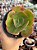 Echeveria curls hibrida - Imagem 1