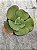 Echeveria curls hibrida - Imagem 1