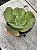 Echeveria curls hibrida - Imagem 3