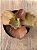 Echeveria candy wright - Imagem 3