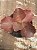 Echeveria candy wright( sem raiz) - Imagem 1