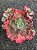 Echeveria arlequin (sem raiz) - Imagem 2