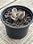 Echeveria volcan doux - Imagem 3