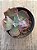 Echeveria bumps - Imagem 3