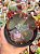 Echeveria bumps - Imagem 1