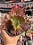 Echeveria red regis - Imagem 1