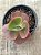 Echeveria red regis - Imagem 3