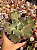 Echeveria Virginia lee (sem raiz) - Imagem 1