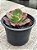 Echeveria Virginia lee - Imagem 3