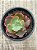Echeveria Virginia lee - Imagem 4